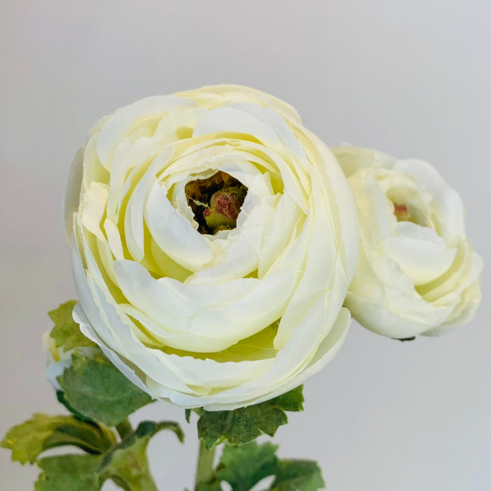 
                      
                        White Ranunculus Three Head Stem
                      
                    