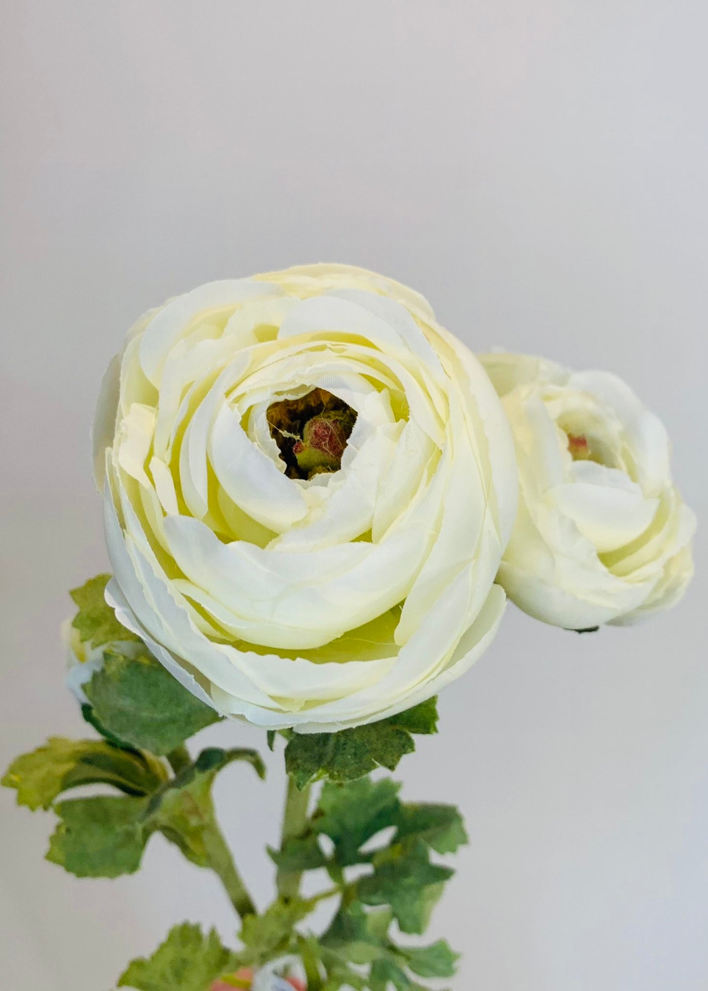 White Ranunculus Three Head Stem