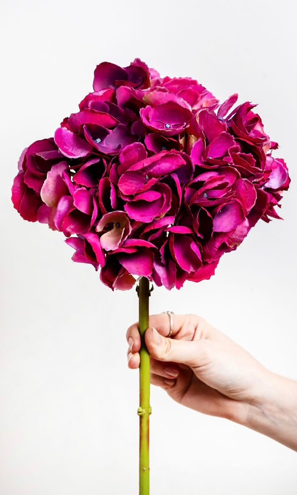 
                      
                        Faux Fuchsia Hydrangea Mophead
                      
                    