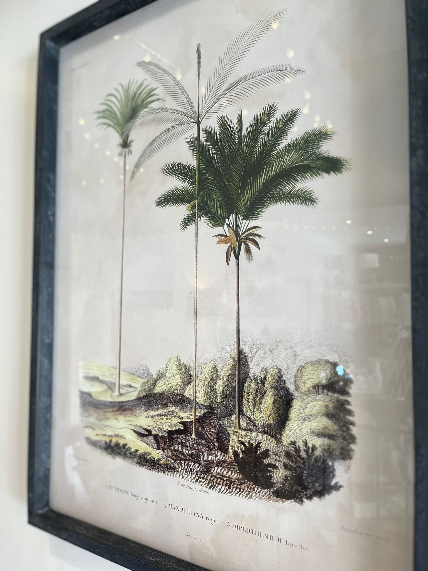 'Tropical Elegance' Framed Palm Tree Pictures Set of 2