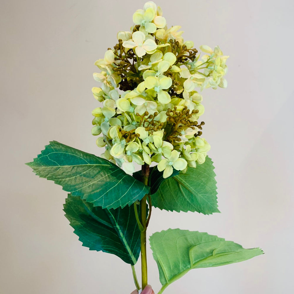 Green Paniculata Hydrangea Stem