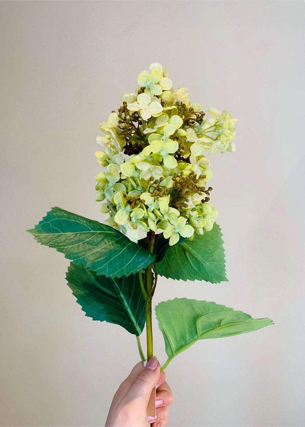 Green Paniculata Hydrangea Stem