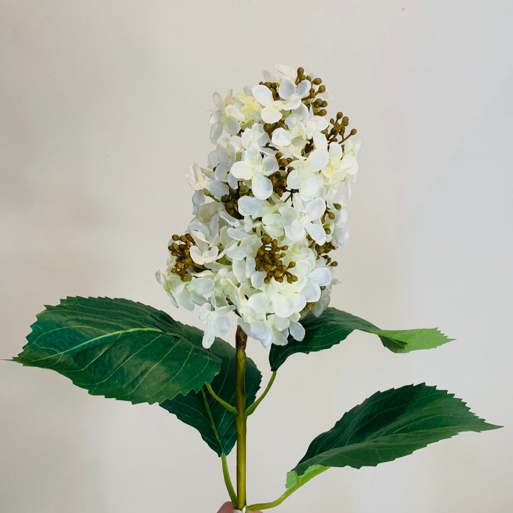 White Paniculata Hydrangea Stem