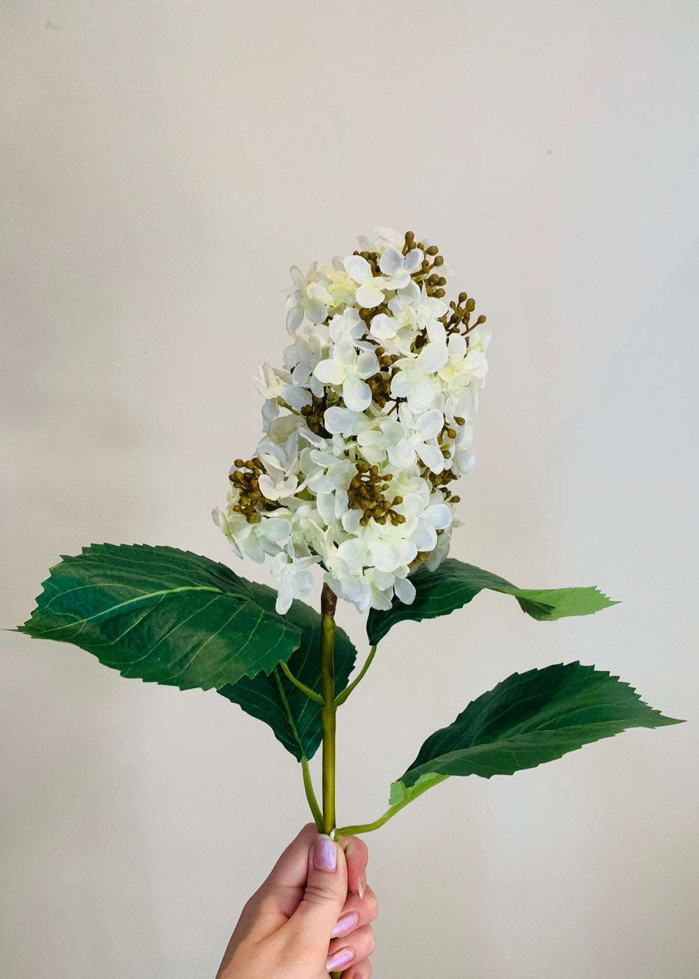 White Paniculata Hydrangea Stem