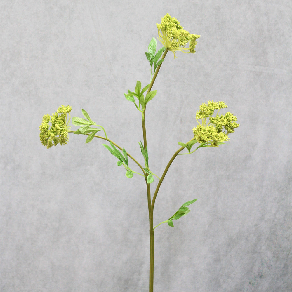 Green Cow Parsley Spray