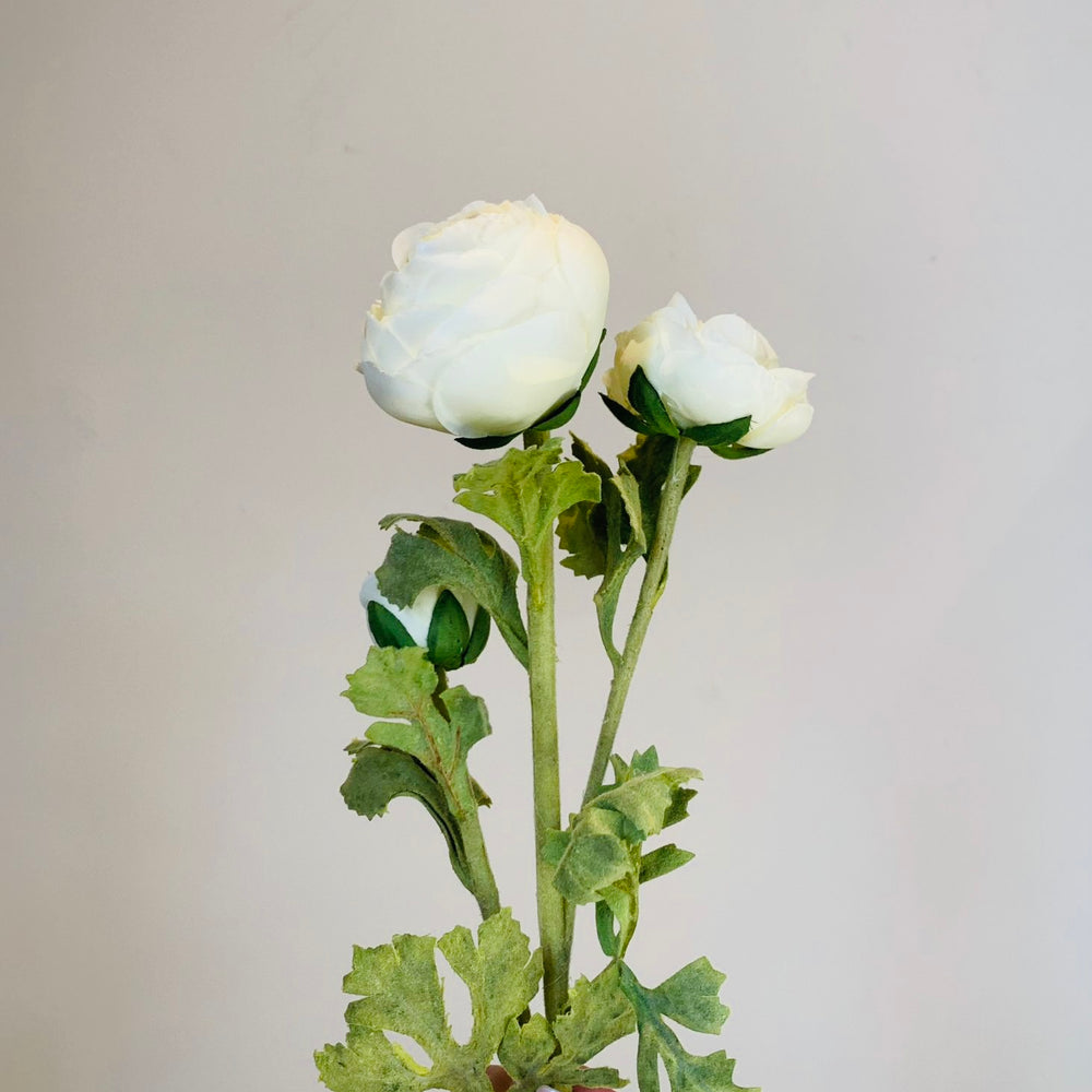 White Ranunculus Three Head Stem