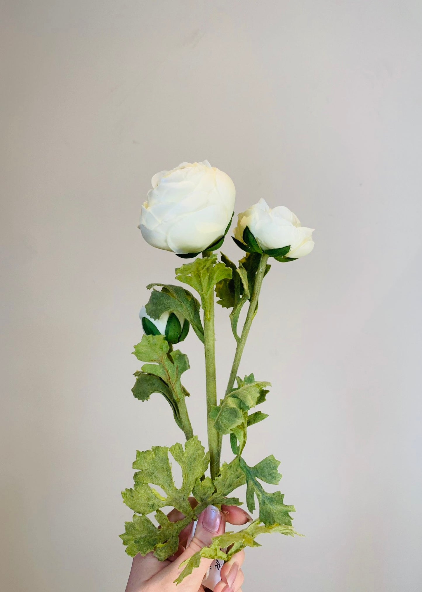 White Ranunculus Three Head Stem