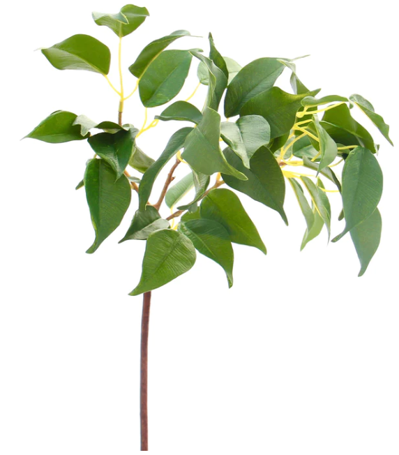 Green Ficus Leaf