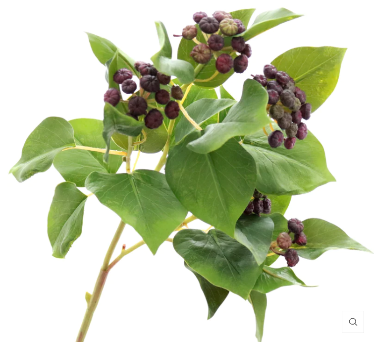 GREEN IVY WITH PURPLE BERRIES