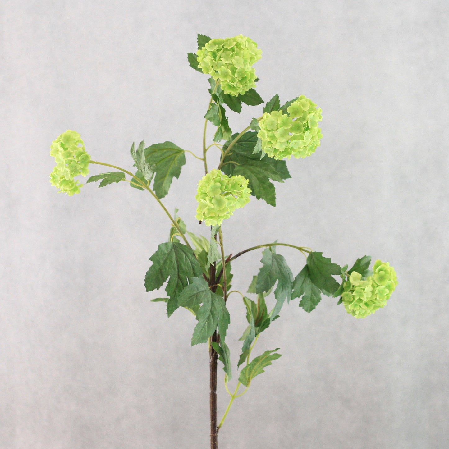 GREEN VIVID VIBURNUM/SNOWBALL